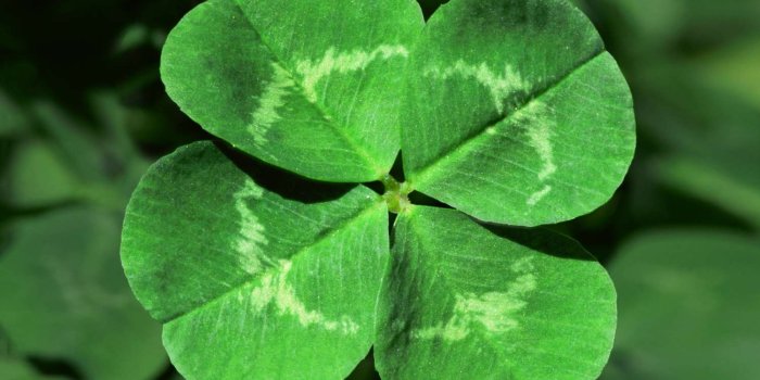 1500x1082 The Lucky 4-Leaf Clover: Facts and Myths