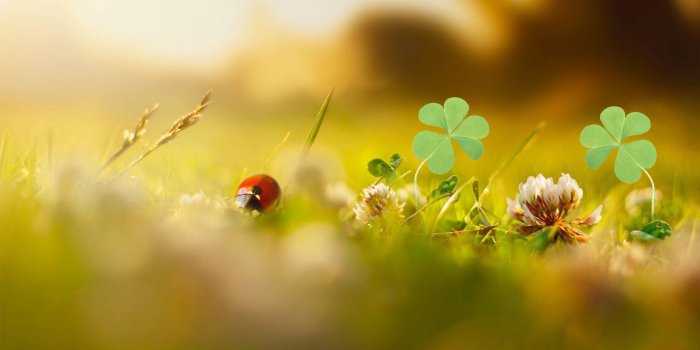 1920x1080 Clover Wallpaper HD 30245 - Baltana