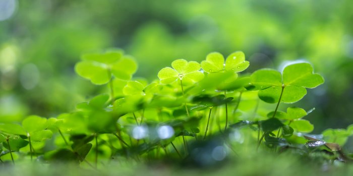 5272x3295 Vibrant Four-Leaf Clover Sprouts · Free
