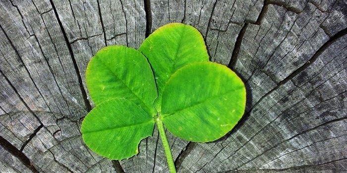 960x1280 2,000+ Free Clover & Nature Images