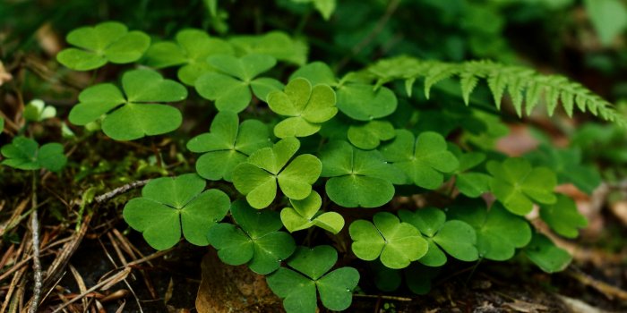 5208x3476 Clover Photos, Download The BEST Free