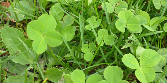 1600x1200 Four-Leaf Clover Photos