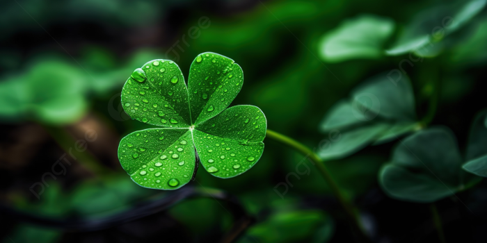 1200x673 Shamrock Flower Wallpaper Hd Background