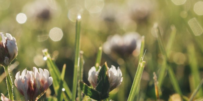 1440x2560 Clover Wallpaper - iPhone, Android