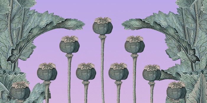 1080x2400 Opium' Wallpaper, The Fountain Clothing