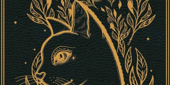 736x1120 100 Free Witchcraft HD Wallpapers