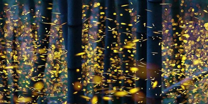 736x1592 firefly iPhone Wallpapers