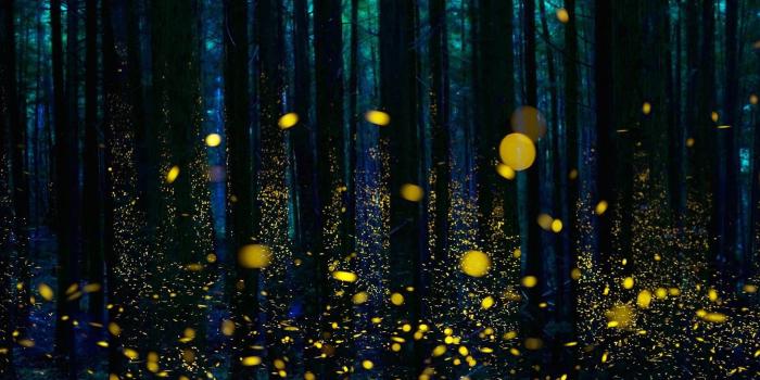 1920x1080 HD wallpaper: forest, twilight, trees