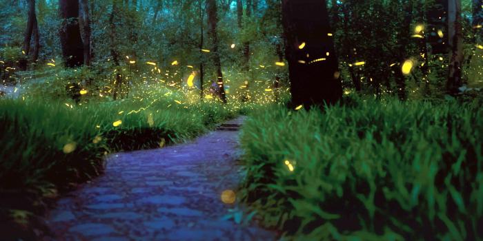 2560x1707 Finding Fireflies | Arnold Arboretum