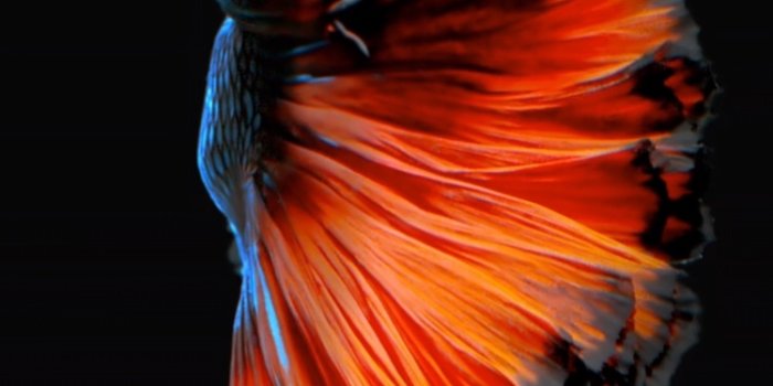 750x1334 Live Wallpapers not working. | iMore