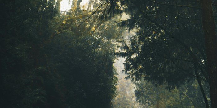 3333x5000 Dark Forest Photos, Download The BEST