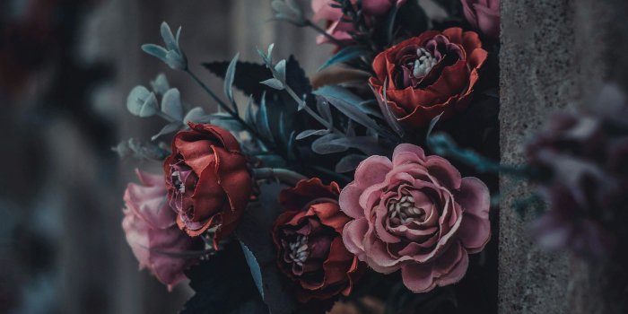 3000x4428 Red roses in bloom during daytime photo