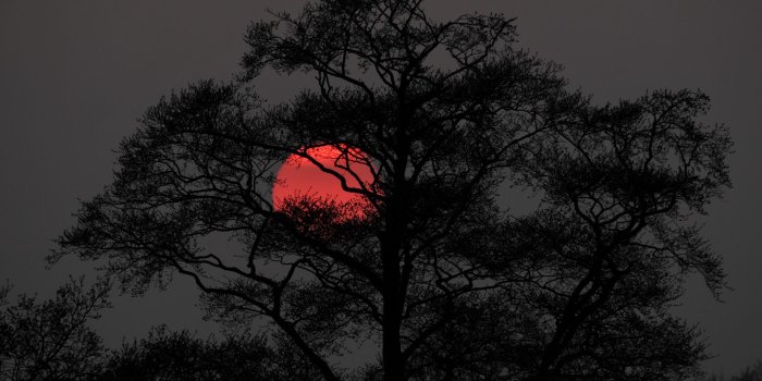 1920x1080 Download wallpaper 1920x1080 tree, sun