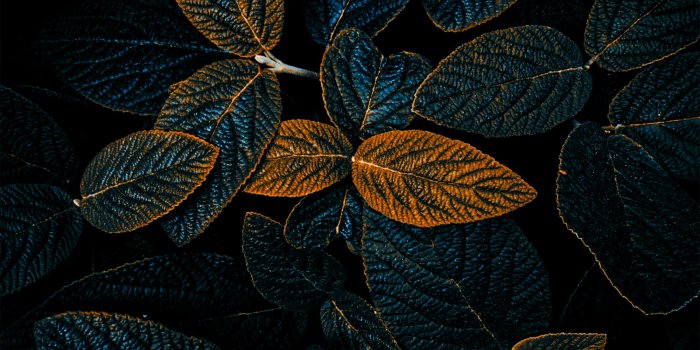 2000x2500 Mobile wallpaper: Dark, Nature, Leaves
