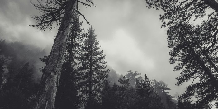6016x4016 Dark Forest Photos, Download The BEST