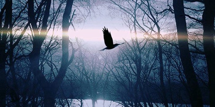 750x1334 Wood Night Dark Nature Bird Fly Lake