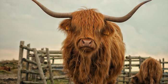 3000x2000 100+ Highland Cow Pictures | Download