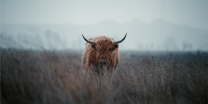 1729x1210 Highland Cow mural wallpaper - TenStickers