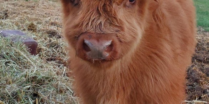 1284x2778 highland cow iPhone Wallpapers