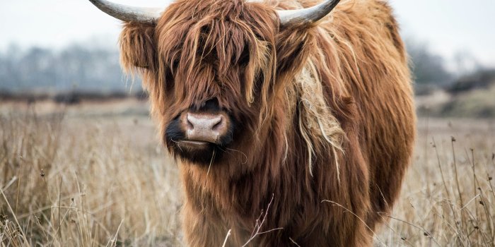 3000x2000 100+ Highland Cow Pictures | Download