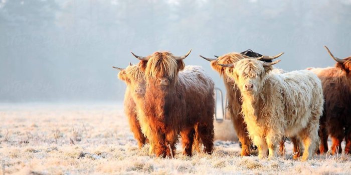 1200x800 100+] Highland Cow Wallpapers