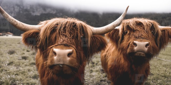 1184x789 Scottish Highland Cow stock photo