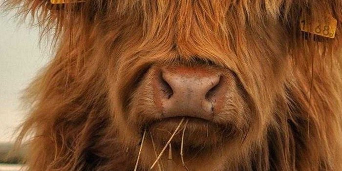 1125x2436 Brown Cow Wallpaper - iXpap