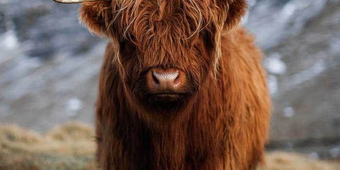 800x1200 Highland Cow Images | Free Photos, PNG