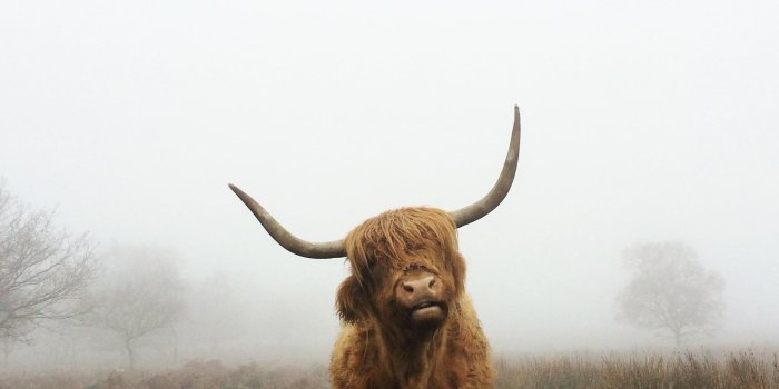 2448x3059 field grazed by highland cows