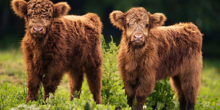 1920x1240 Young Highland Cow Duo Wallpaper