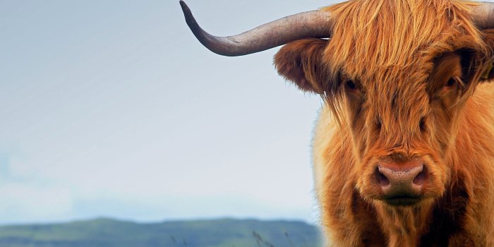 1920x1200 Cow Animal Highland Cattle HD Wallpaper