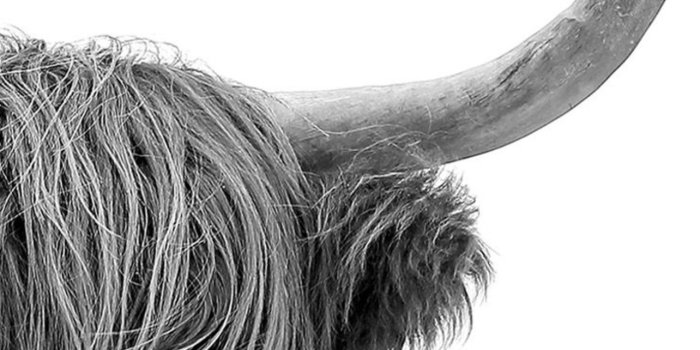 1284x2778 Highland Cow iPhone Wallpapers