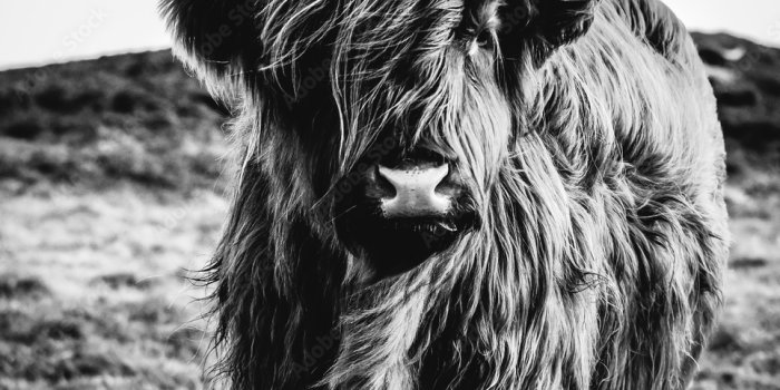 963x1000 Highland Cow, BillyMillin