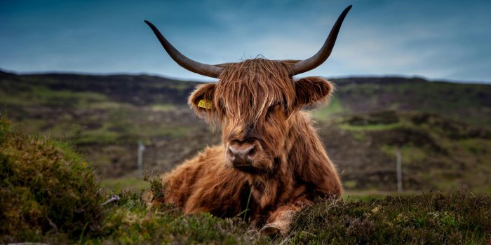1920x1280 Highland Cow Photos, Download The BEST