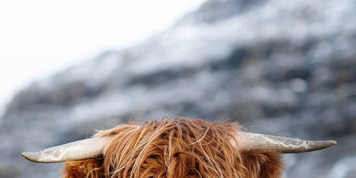 1400x2100 Scottish highland calf