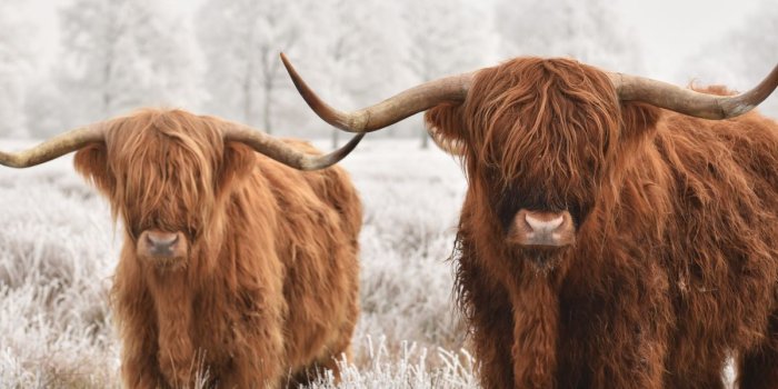1200x1200 Highland Cattle Wall Art | Canvas Art