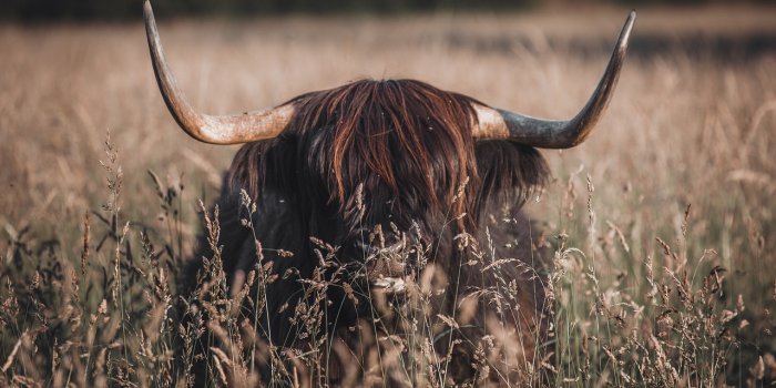 1280x864 Scottish Highland Cow & Cow Images