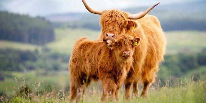 2200x1467 Donate — Highland Cattle Society