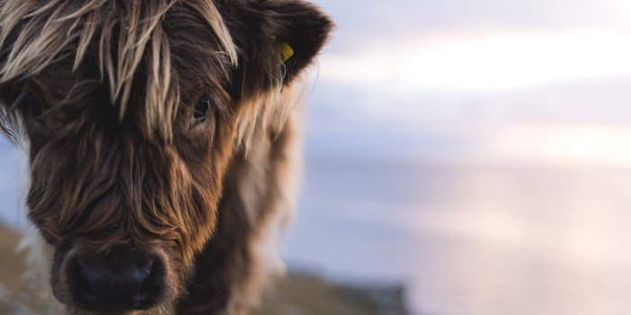 2500x1667 Photographing Highland Cattle in the