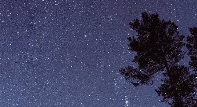 640x1385 trees during night time iPhone X Wallpapers