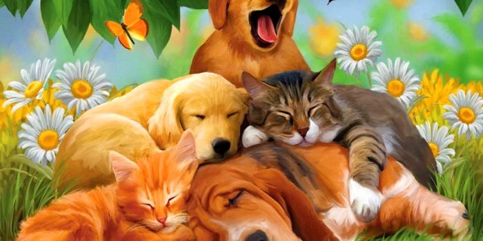 1024x768 Cool Animals Dogs Cats Desktop HD