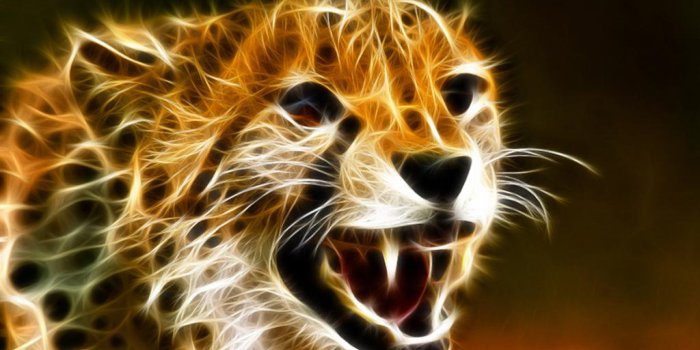 2560x1600 Cheetah Picture - Image Abyss