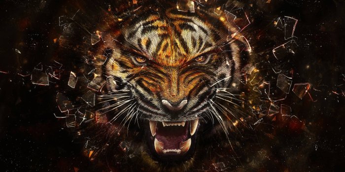 2560x1440 Space Animals Wallpapers