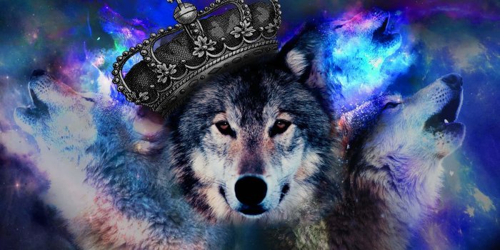 1920x1200 Cool Animal Galaxy Wallpaper