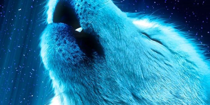 736x1308 Animals Wallpapers on Iphone 1080x1920