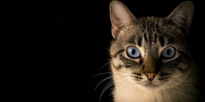 3000x2000 Cat Wallpapers: Free HD Download [500+