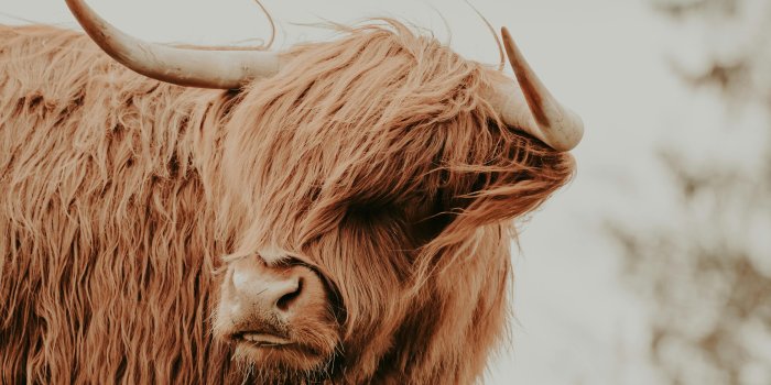 4000x6000 Highland Cow on a Field · Free Stock Photo