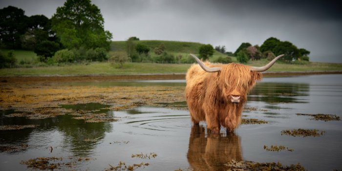 1920x1080 Download Cow Animal Highland Cattle 4k