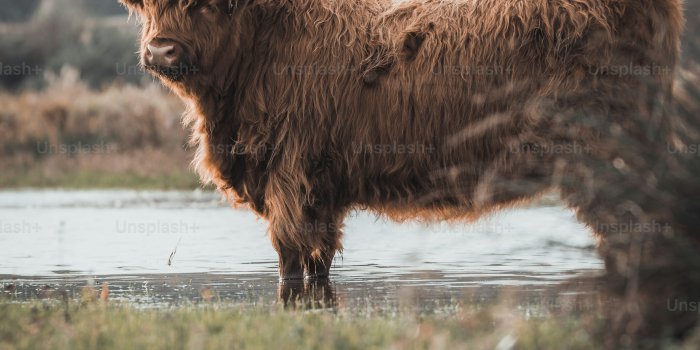 3000x4500 100+ Highland Cow Pictures | Download
