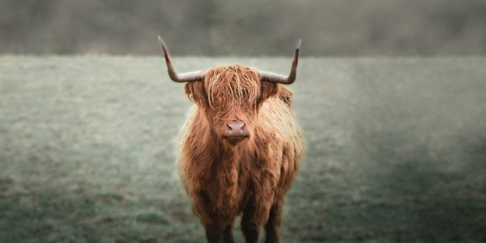 3000x4500 Brown animal on green grass field photo